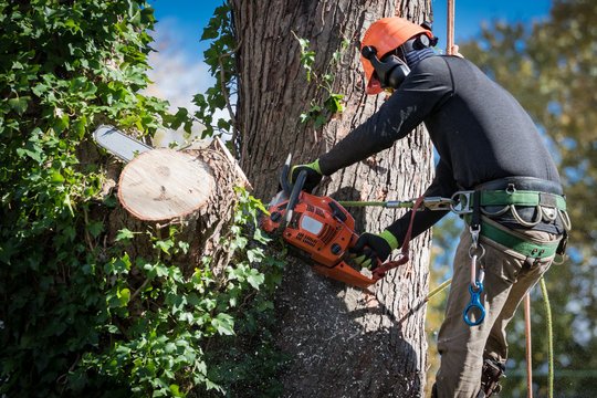 Tree Cutting Service