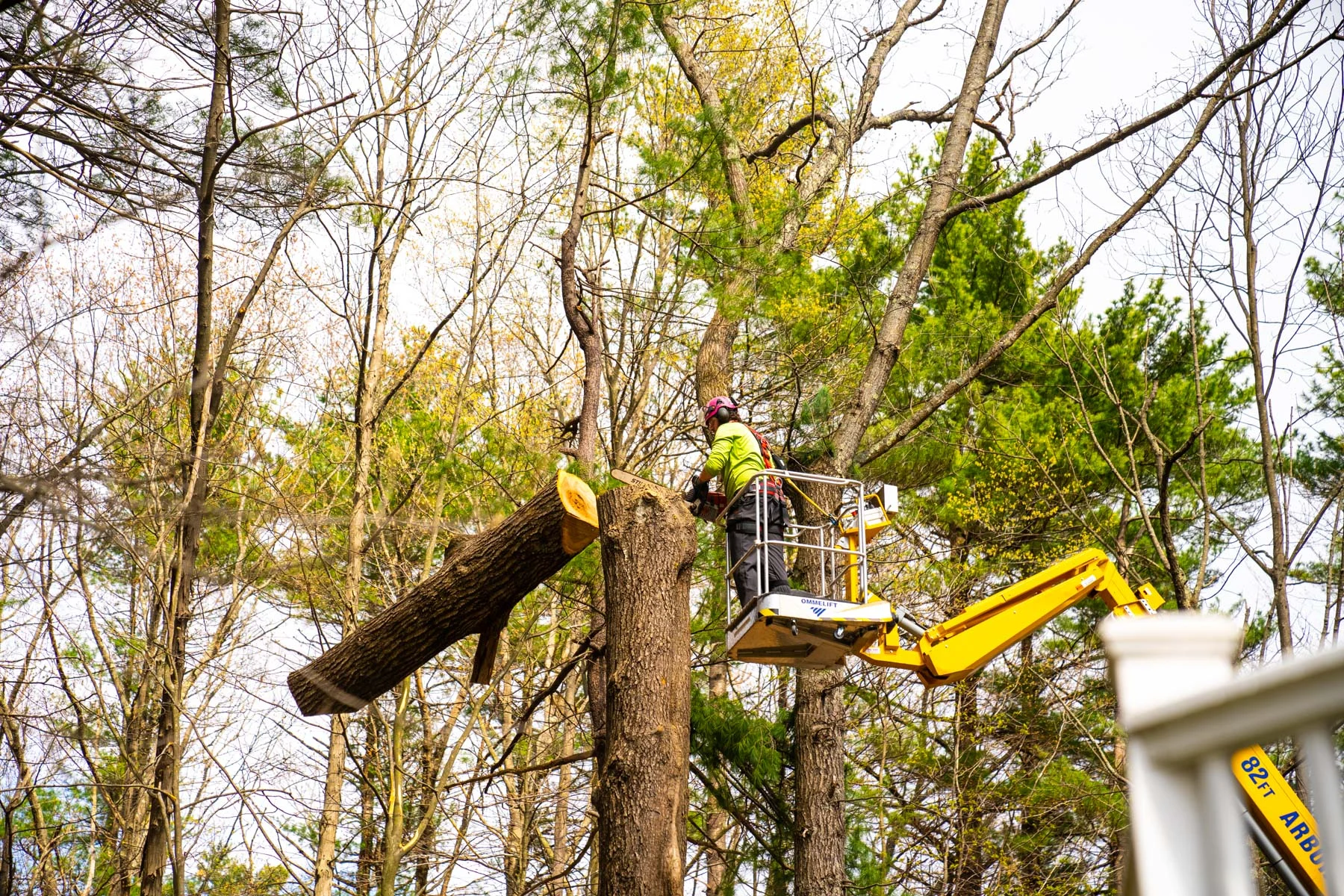 Professional Tree Cutters