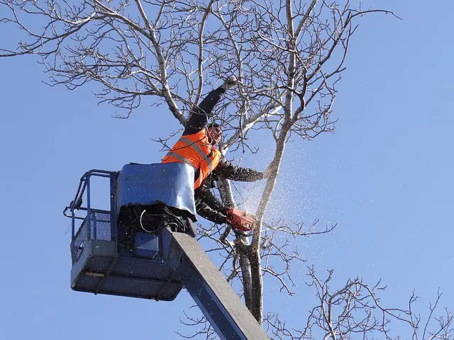 Cut Small Trees
